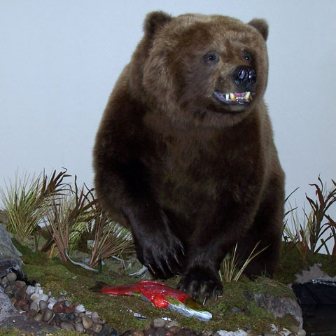 Bear eating Salmon