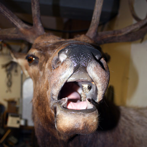 Elk Close-Up